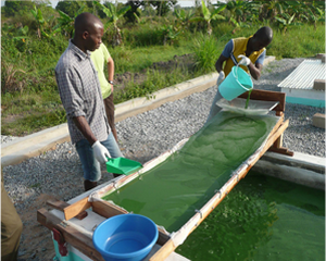 TechnAp - Spiruline & pays chauds