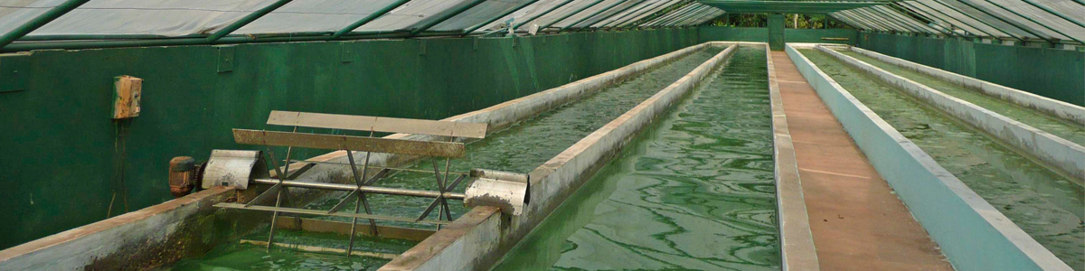 TechnAp - Spiruline - Culture de la spiruline TechnAp - Spiruline - Culture de la spiruline